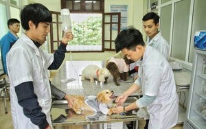 Nhóm ngành nào tỉ lệ sinh viên có việc làm sau tốt nghiệp cao nhất?