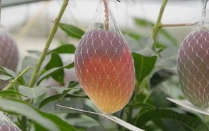 Vì sao xoài đỏ của Nhật Bản lại đắt nhất thế giới?