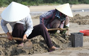 Thi nhau xới tung bãi cát tìm bắt "lộc biển" ở Nghệ An