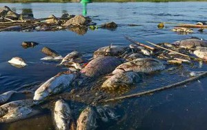 Hàng tấn cá chết bí ẩn, trôi dạt trên sông châu Âu