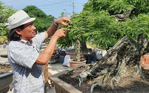 "Vua me" với những tác phẩm bonsai "hái" tiền tỷ