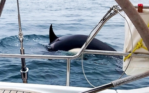 Cá voi sát thủ 'nổi điên' tấn công liên tiếp tàu bè, đâm chìm cả một chiếc thuyền buồm