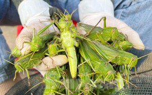 Phiên chợ bán ‘tôm bay’, giá nửa triệu mỗi kg vẫn cháy hàng