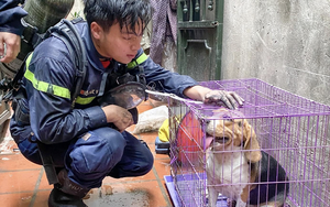 Di ảnh người lính cứu hỏa Đỗ Đức Việt bên chú cún được cứu lay động cộng đồng mạng