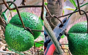 Muôn kiểu 'làm loạn' trêu chủ nhà tức lộn ruột của các loại cây trồng