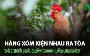 Video: Chú gà gáy 200 lần mỗi ngày, hàng xóm kiện nhau ra tòa