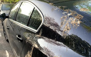 Tác hại ít ai biết của phân chim với sơn xe và cách khắc phục
