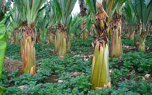 Siêu cây lương thực của tương lai