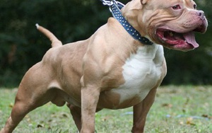 Nữ chủ nhà bị chó Pitbull cắn tử vong sau 2 ngày điều trị