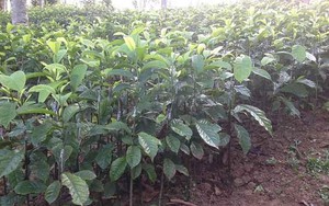 Chế phẩm thuốc trừ sâu từ tinh dầu lá Giổi chanh