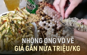 Vào mùa, nhộng ong vò vẽ giá gần nửa triệu/kg vẫn đắt hàng vì được xem như đặc sản