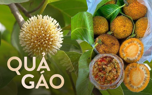 Loại quả đặc sản chỉ có ở Ninh Bình hoặc miền Tây, giá 120.000/kg mà luôn 'cháy hàng'