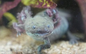 Axolotl: Loài kỳ nhông có thể giúp chúng ta khám phá ra những bí ẩn của não bộ