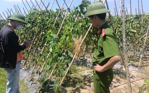 Vụ ruộng bí sai trĩu quả bị cắt gốc toàn bộ: Lần thứ 3 gia đình bị kẻ xấu đến phá