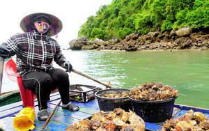 Nghề lặn bắt 'thần dược' trên vịnh di sản