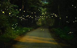 Vườn quốc gia Cúc Phương hóa ‘xứ thần tiên’ khi đêm về bởi vũ điệu của đom đóm
