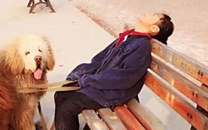 Con gái dắt 3 chú chó Ngao Tạng đi bộ mãi không về, bố đi tìm thấy cảnh tượng dở khóc dở cười