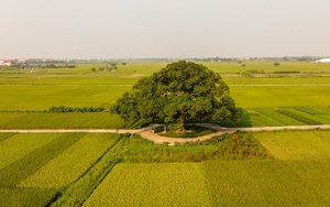 Khám phá điểm check-in siêu đẹp tại cây muỗm hơn 600 năm tuổi tại Bắc Ninh