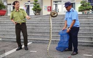 Trăn gấm dài 2 mét bò vô sảnh trường học ở TP.HCM