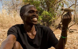 Honeyguides: Loài chim hoang dã có thể giao tiếp và làm việc cùng với con người