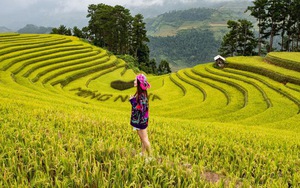 Từng đoàn xe nối nhau đi ngắm mùa vàng ở Mù Cang Chải