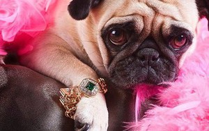 Những triệu phú “4 chân” được thừa kế tài sản kếch xù: Đeo vòng cổ Cartier, ngồi Cadillac dát vàng và sở hữu biệt thự gần biển