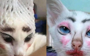 Dung nhan gây sốc của hội nhà mèo khi 'lên đồ' ra phố