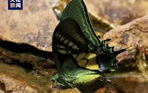 Sinh sản nhân tạo loài bướm quý hiếm