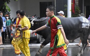 Ban tổ chức lễ hội chọi trâu Đồ Sơn lên tiếng nghi vấn trâu chọi bị tiêm chất kích thích