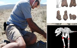 Argentina phát hiện hóa thạch loài khủng long mới thuộc họ ăn thịt