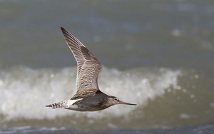 Cơ chế sinh học đặc biệt giúp một loài chim có thể bay một mạch qua quãng đường dài 13.560km, lập kỷ lục Guinness