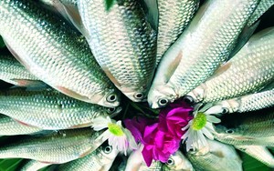 Loài cá đặc biệt dành cúng tất niên