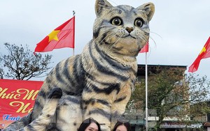 Đi hơn 10 km để chụp ảnh check in bên "hoa hậu" mèo Quảng Trị gây sốt mạng xã hội