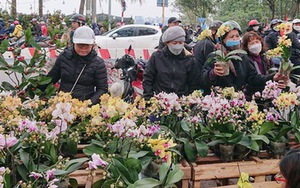 Hà Nội: Lan hồ điệp ‘sale sập sàn’ vẫn vắng khách mua