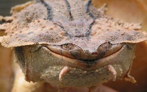 Vì sao loài rùa kỳ quặc luôn 'nở nụ cười' trên môi?