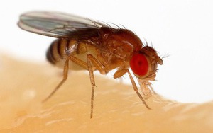Phát hiện chiến thuật sinh tồn độc lạ của loài ruồi giấm