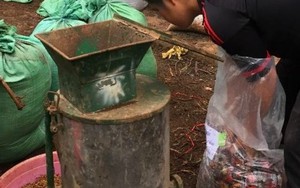 Tận dụng vỏ chôm chôm làm phân hữu cơ
