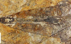 Bọ cạp thủy quái dài 1,1 m "hiện hình" nguyên vẹn sau 303 triệu năm