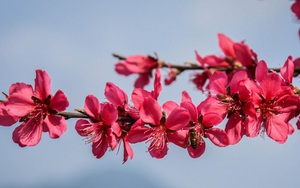 Thời tiết Tết Nguyên đán Quý Mão ra sao?