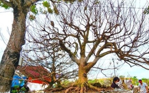 ‘Lão mai’ 100 tuổi, cây mai 'bàn tay năm ngón' gây sốt ở miền Tây
