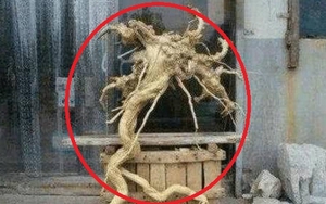 Lão nông nhặt được khúc gỗ có hình dáng kỳ lạ, con trai vừa thấy đã tái mặt gọi điện báo cảnh sát
