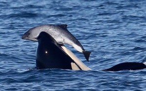 Tại sao cá voi sát thủ bắt nạt, thậm chí giết cả cá heo nhưng không ăn thịt chúng?