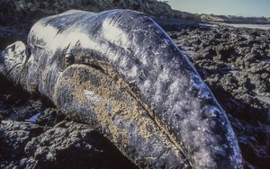 Hàng nghìn cá voi xám chết dạt vào bờ biển: Bí ẩn "không thể giải thích được" vừa sáng tỏ