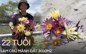 Chàng trai đem hết 50 triệu tiền lương đi trồng hoa súng: Chân bỏng rộp vẫn 'thưởng hoa uống trà'