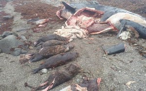 Bí ẩn về cái chết của con cá voi nuốt chửng 7 con rái cá biển