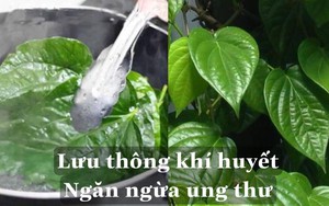 Loại lá giúp “lưu thông khí huyết”, “ngăn ngừa ung thư” cực hiệu quả, người già quý như vàng, trẻ con sợ không dám ngửi