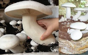 Nấm Hoàng đế phù hợp trồng ở vùng hạn nóng