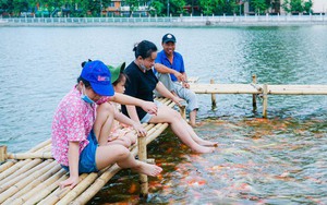 Dừng nuôi 8 tấn cá koi ở Hồ Tây