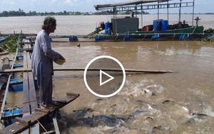 Kỳ lạ đàn cá tự nhiên hơn 100 tấn tràn vào nhà ông lão sống như thú cưng