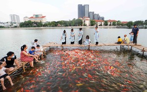 8 tấn cá koi mới thả ở cạnh hồ Tây phải 'dọn đi', lý do bất ngờ phía sau?